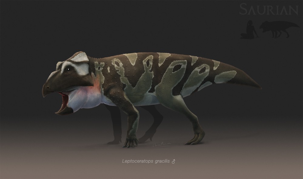 파일:external/saurian.maxmediacorp.com/Lepto-fin.jpg