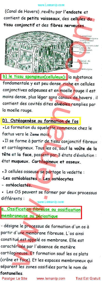 Résumé Du Cour 7 Du Module Anatomie Et Physiologie 1