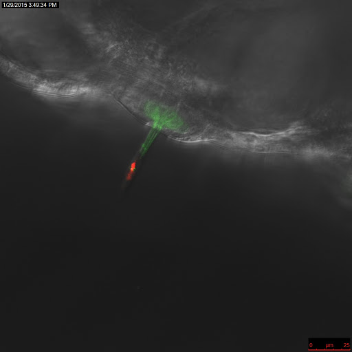 GFP neuromast in zebrafish