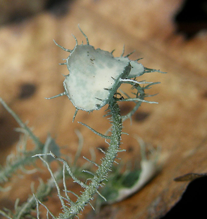 Strigose/Bushy Beard Lichen