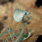 Strigose/Bushy Beard Lichen