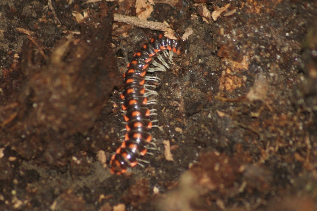 Euryuridae Millipede