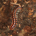 Euryuridae Millipede