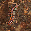 Euryuridae Millipede