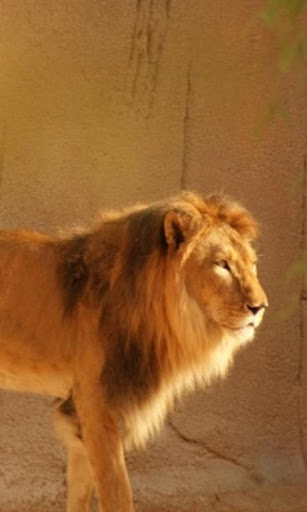 アル・アイン動物園の壁紙とテーマ