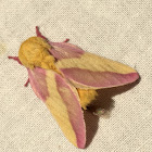 Rosy Maple Moth