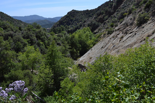 green bottom of the canyon