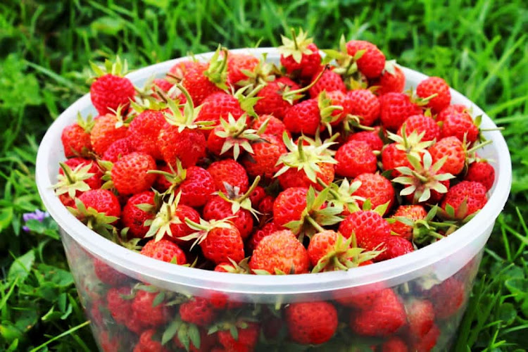 Bowl of fresh picked strawberries.