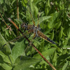 Four-spotted Skimmer