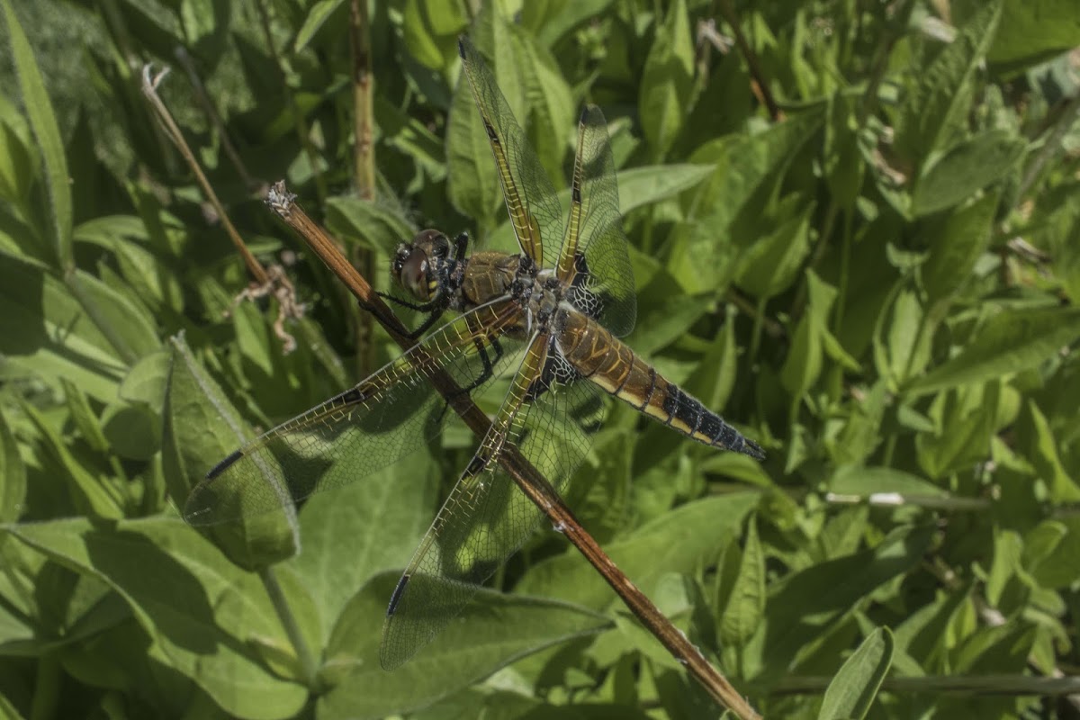 Four-spotted Skimmer