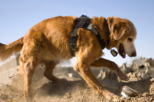 dog-training photo:dog training crates 