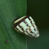 land snail