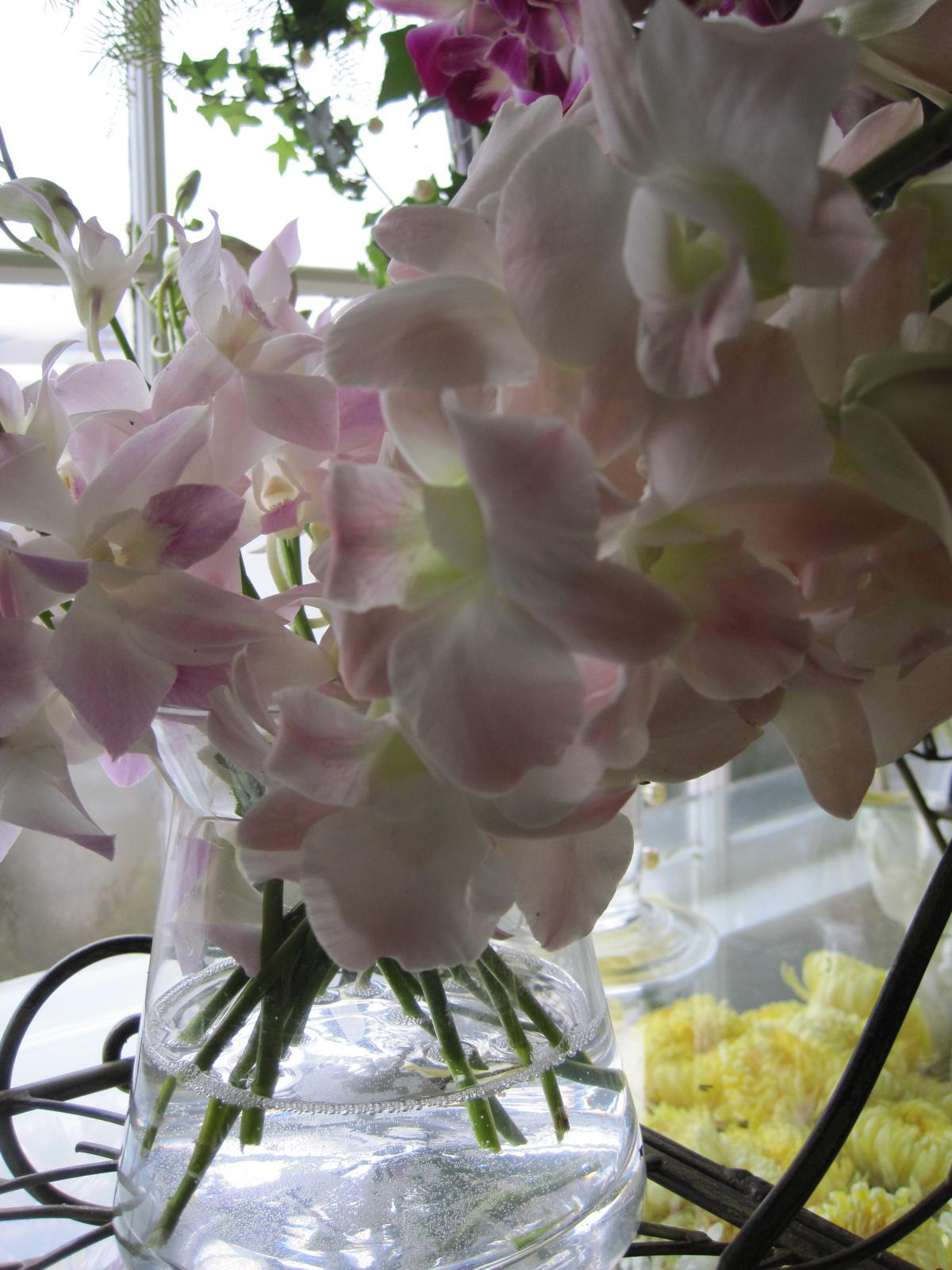 Dendrobium Orchids from