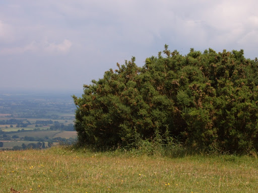 walk 29 am Bush near trig point.JPG 