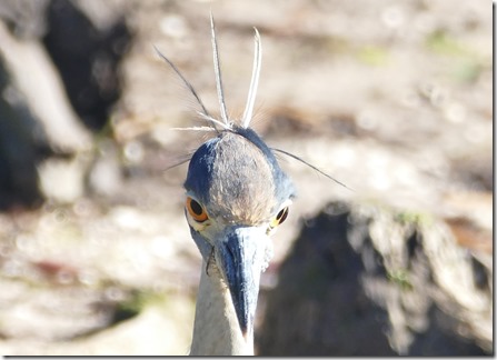 me_ga_sanibel_nightheron_bad_hairday