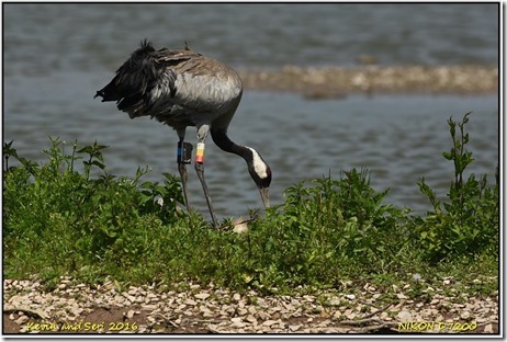 Slimbridge WWT - May