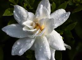 gardenia