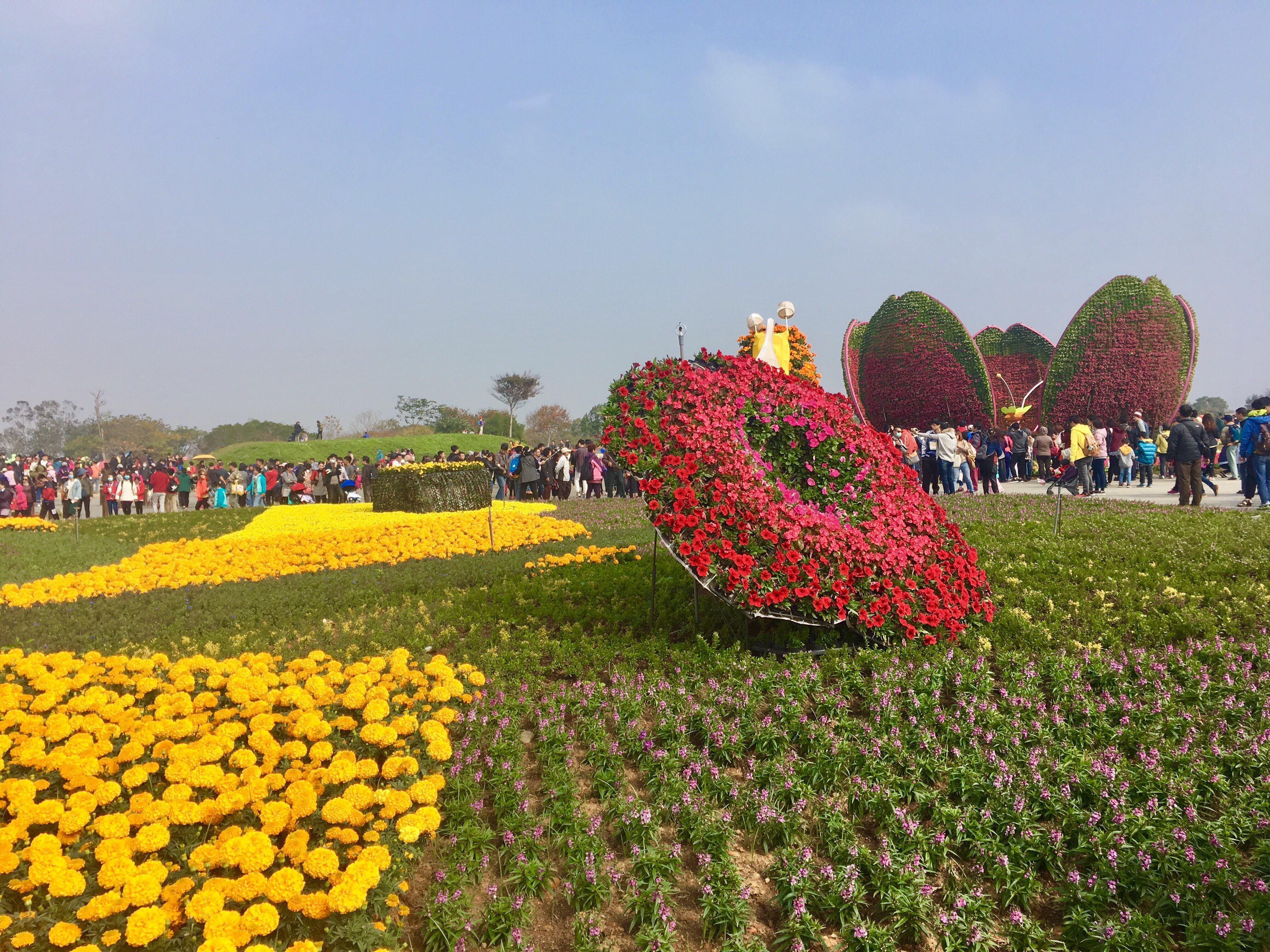 Taichung flower exhibition, xinshe sea of flowers, taiwan