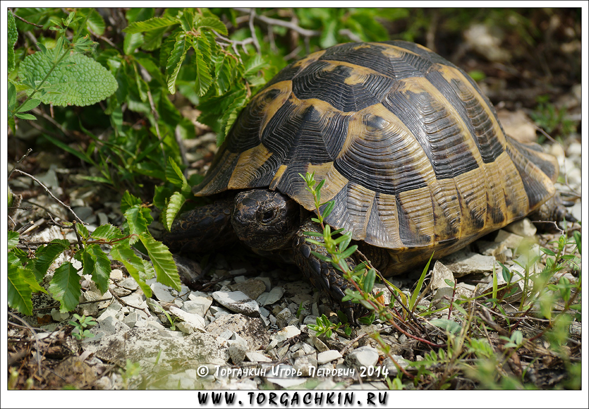 Средиземноморская черепаха описание. Средиземноморская черепаха Testudo Graeca. Средиземноморская черепаха Никольского. Средиземноморская черепаха Никольского Краснодарский край. Средиземноморская сухопутная черепаха Никольского.