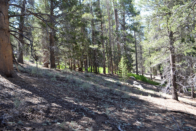 line of green in the woods