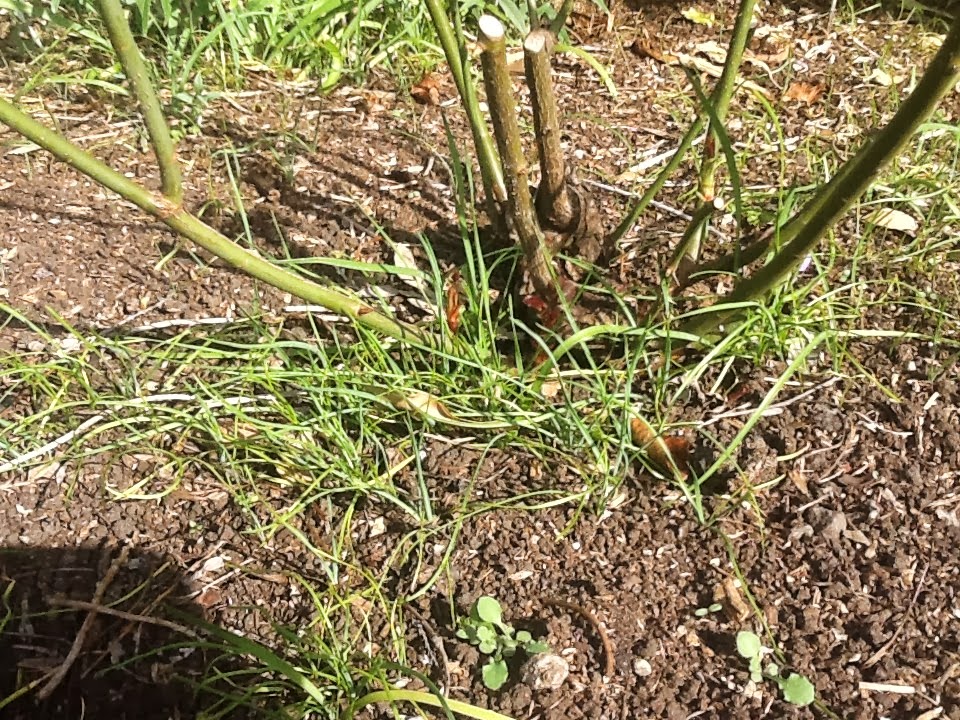 Bloomfield Cottage It S A Lifestyle Worst Weed Ever