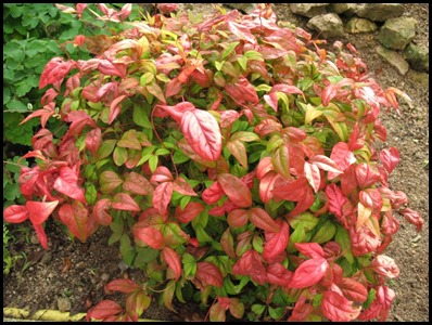 nandina-nana