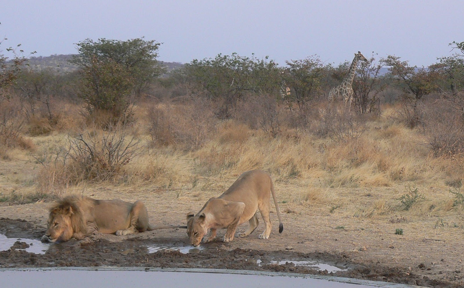 photoscope Of lions, big and smaller cats