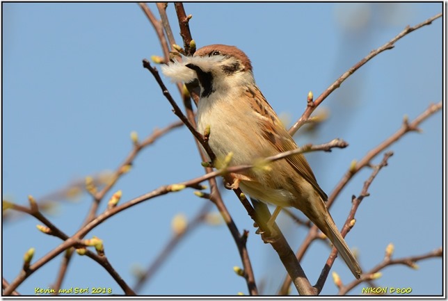 Bempton Cliffs RSPB - April