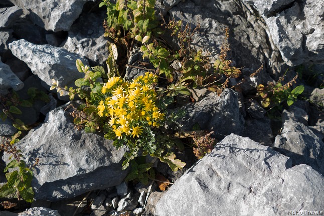 Burren and the Cliffs of Moher (1 of 1)-42