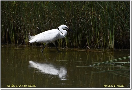 Slimbridge WWT - June