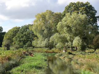 CIMG6682 Deer by the Longford River, Bushy Park