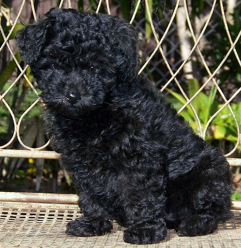 Miniature Poodles Wallpapers