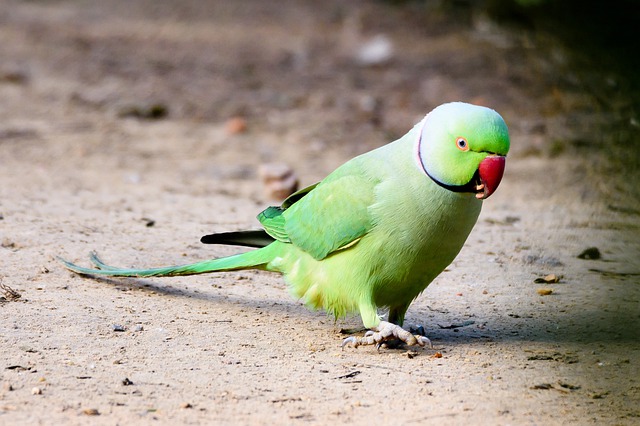 पोपट पक्षी माहिती मराठी | Parrot information in Marathi