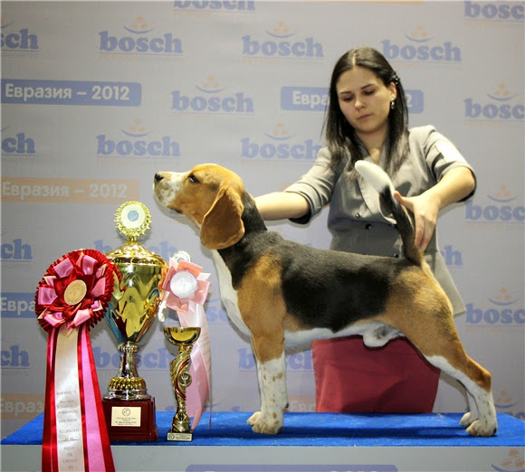 Щенки в клубе, рожденные 26-27 июля 2013 от пары Джоли Войс Жермон Барон и Вайлд Форест Джинкс Лаура с Лесной поляны %25D0%25BF%25D0%25B0%25D0%25BF%25D0%25B01