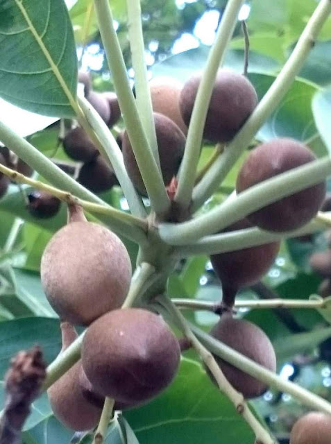 Developing fruits of Myrobalan tree, called Bahera, the Terminalia bellirica, from Chandigarh Punjab India