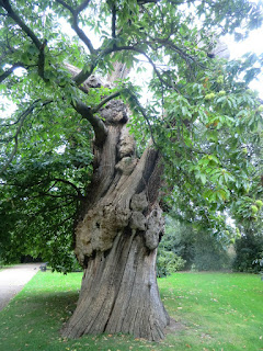 CIMG5078 Ancient sweet chestnut, Greenwich Park