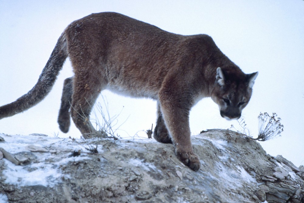 파일:external/upload.wikimedia.org/1920px-Mountain-lion-01623.jpg