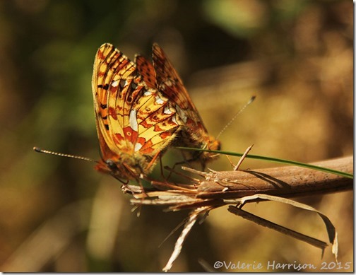 5-Pearl-bordered-Fritillary