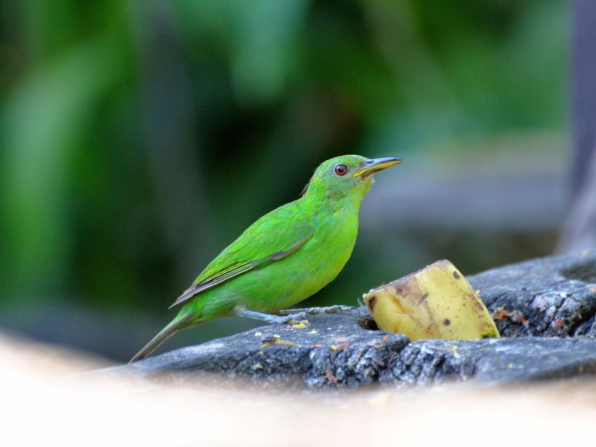 Green Honeycreeper