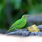 Green Honeycreeper