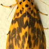 Footman moth