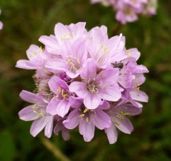 Zawciąg nadmorski Armeria maritima halleri