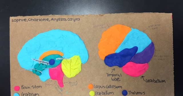 Anatomy and Physiology: Clay Brain