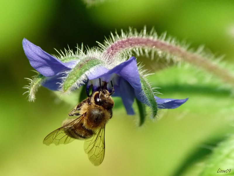 Trop bon la bourrache ! Bee1560059