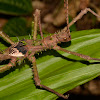 Spiny Stick Insect, Phasmid - Male