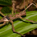 Spiny Stick Insect, Phasmid - Male