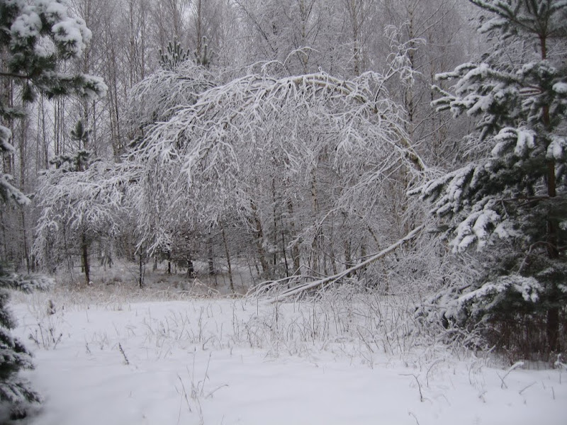 Зимний лесной снайпинг 2012