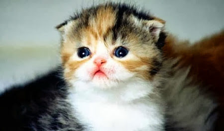 Lo tierno vende Lo tierno vende