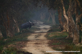 Wild Buffalo stares at us while attempting to cross the jeep track