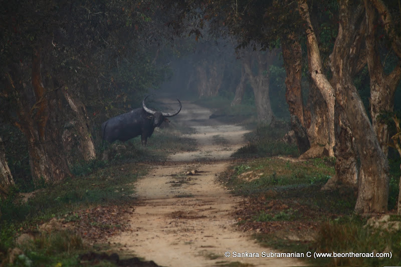 Wild Buffalo stares at us while attempting to cross the jeep track